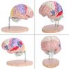1:2 Medical Anatomical Human Brain Model Cerebral Cortex Nerve 4 Parts