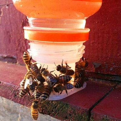 5/20Pcs Bee Sugar Feeder Beehive Feeder Bee Automatic Drinker Beekeeper Tools Bee Anti-drowning Drinker Beekeeping Tools