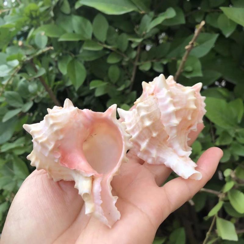 Eremitkräfta Ersättning & Snäcka Naturliga Snäckskal för Akvariumdekor