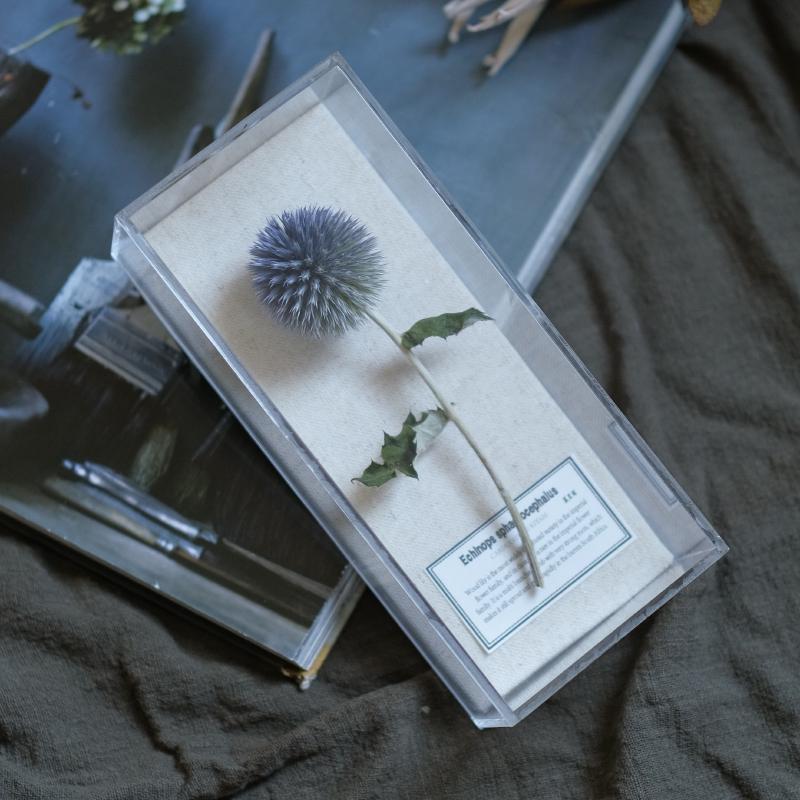 Современная минималистичная акриловая подставка для демонстрации сухоцветов и семян