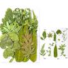 35Pcs Dried Leaves For Bookmarks Jewelry Making Natural Pressed Dried Leaves Plant for Handmade Art Craft 6XDE