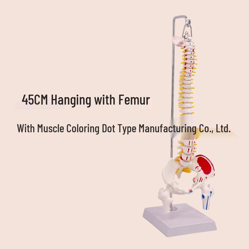 45CM Colorful Human Spine Model: Includes Vertebral Column, Pelvis, Femur, Coccyx, Lumbar, and Cervical Vertebrae for Chiropractic Use.