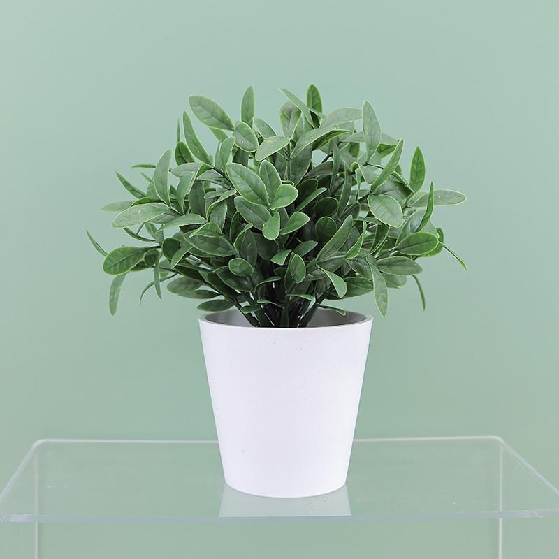 Buxus Sinica Rehd Eucalyptus Robusta Potted Plant Indoor Decor For Home
