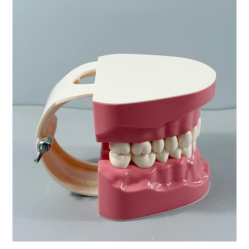Прозора Знімна Повна Модель Щелепи з М'якими Яснами та Зубами для Підготовки до Імплантації