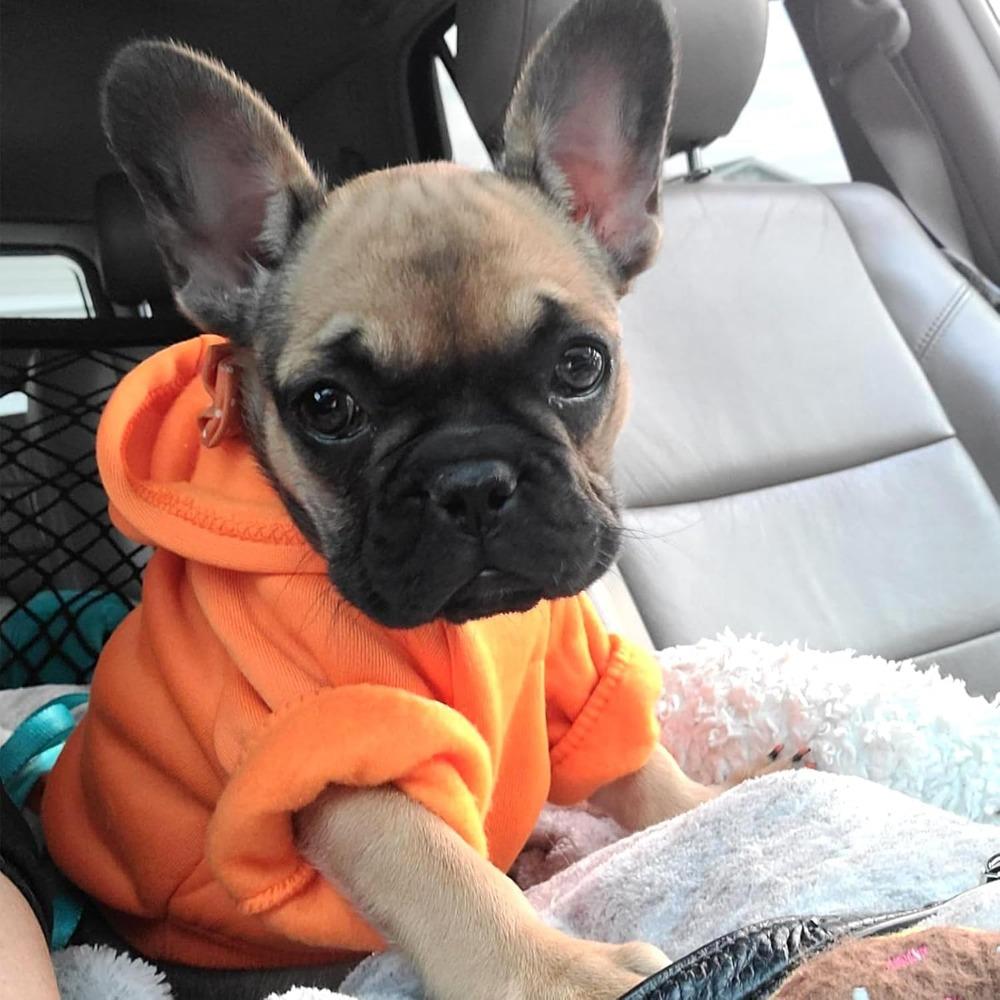 Pet Dog Cold Weather Jacket with Pockets Winter Dog Hoodie Warm Puppy Clothes for Large and Small Dogs Chihuahua Clothing, Sweet Gift for Cute Pets