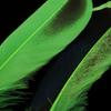 50 Piece 135mm Colorful Wild Duck Feather for Clothing Costume Decoration