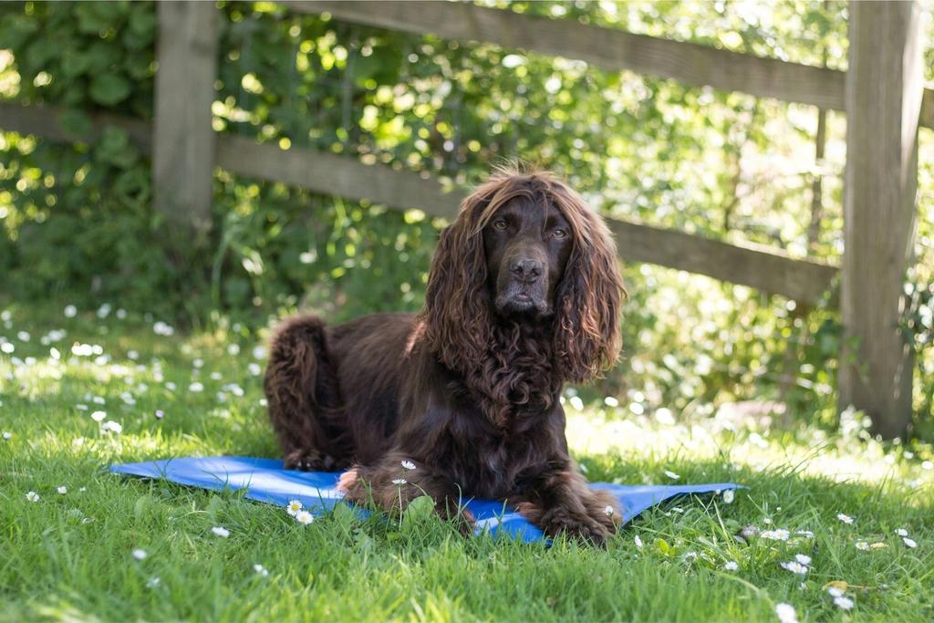 Cooling mat for dog, cat, rabbit, car seat, bed, 40x50cm PetJet