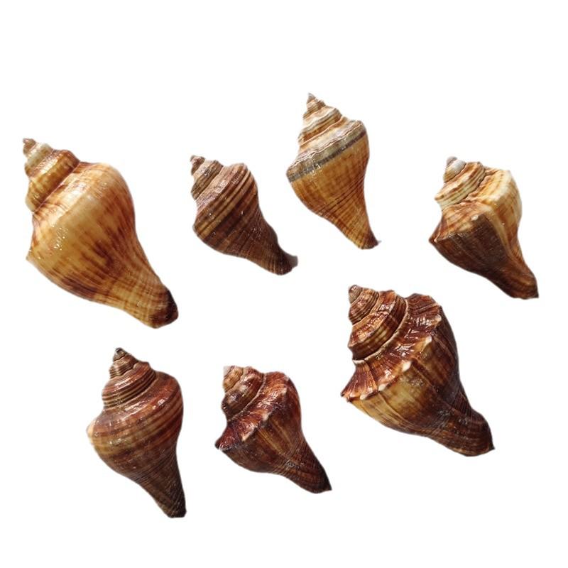 Seashell Hermit Crab Habitat Decor - Chicken Leg Shell for DIY Crafting and Painting