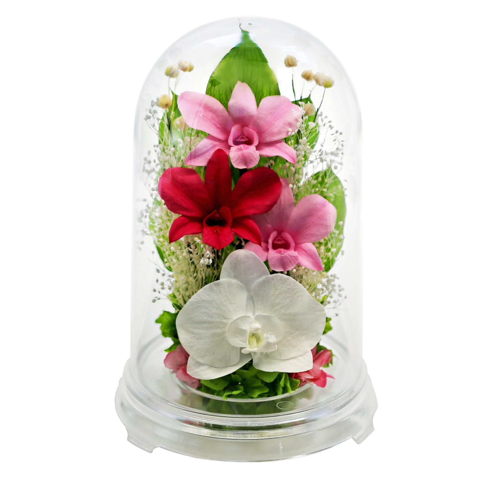 

Art for Seasons Dendrobium Dome (Clear Pink)