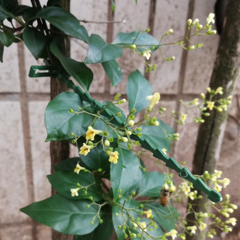Justerbare Plast Plantekabelbånd Gjenbrukbare Kabelbånd for Hage Tre Klatrestøtte Plante Vinstokk Tomatstilk Klemme