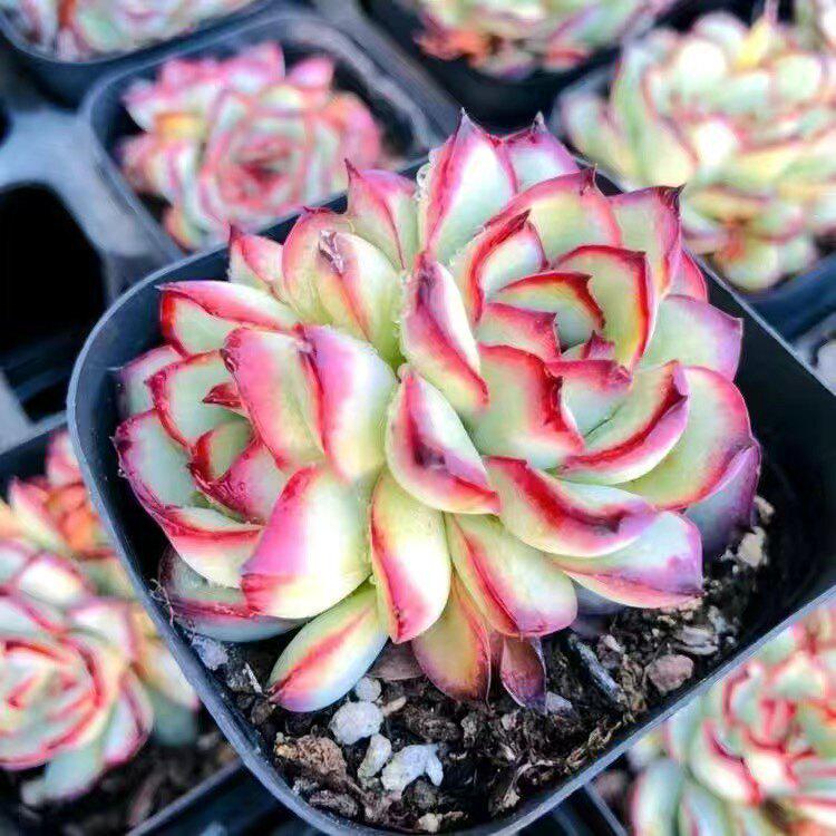 Lingyin Multi-Headed Succulent Planter: Creative Beginner's Office Plant for Radiation Protection