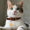14 Pcs Pet Bell, Small Dog Collar Bell with Key Rings Clasps Cat Collar Charms Pet Pendant Accessories for Small Animal Dog Goa