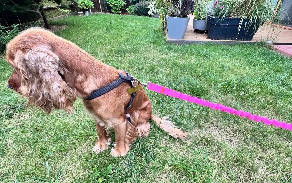 Dog Leash with Shock Absorber 280cm NEON PINK Adjustable Sports