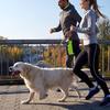 Anti Burst Dog Leash Elastic Retractable For Medium Large Dogs Golden Retriever Pet Traction Rope Chain Supplies