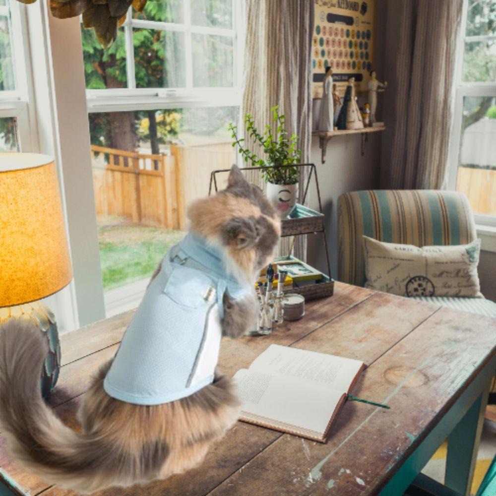 

Sleeveless Pet Mesh Vest Sun Protection Cool Dog Sweatshirt Creative Dog T-shirt Four Seasons S