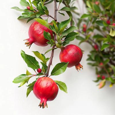 8 Pomegranate Seeds - SemiWild Permaculture