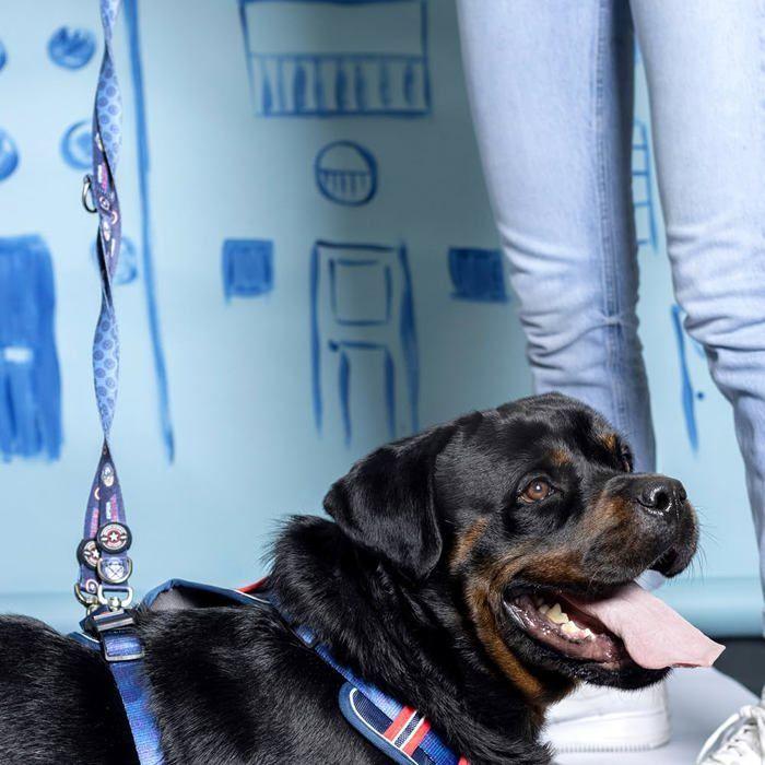 Laisse Pour Chiens - Cerdá - Marvel - Multicolore - Décontracté - 8 X 28 X 0.1 Cm