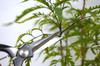 Senkichi Kin Slim Bud Pruning 195mm Overall Cutting Thickness of Live Wood up to Type Shears, Hand-Forged, Length, 8mm, Screw/Bolt