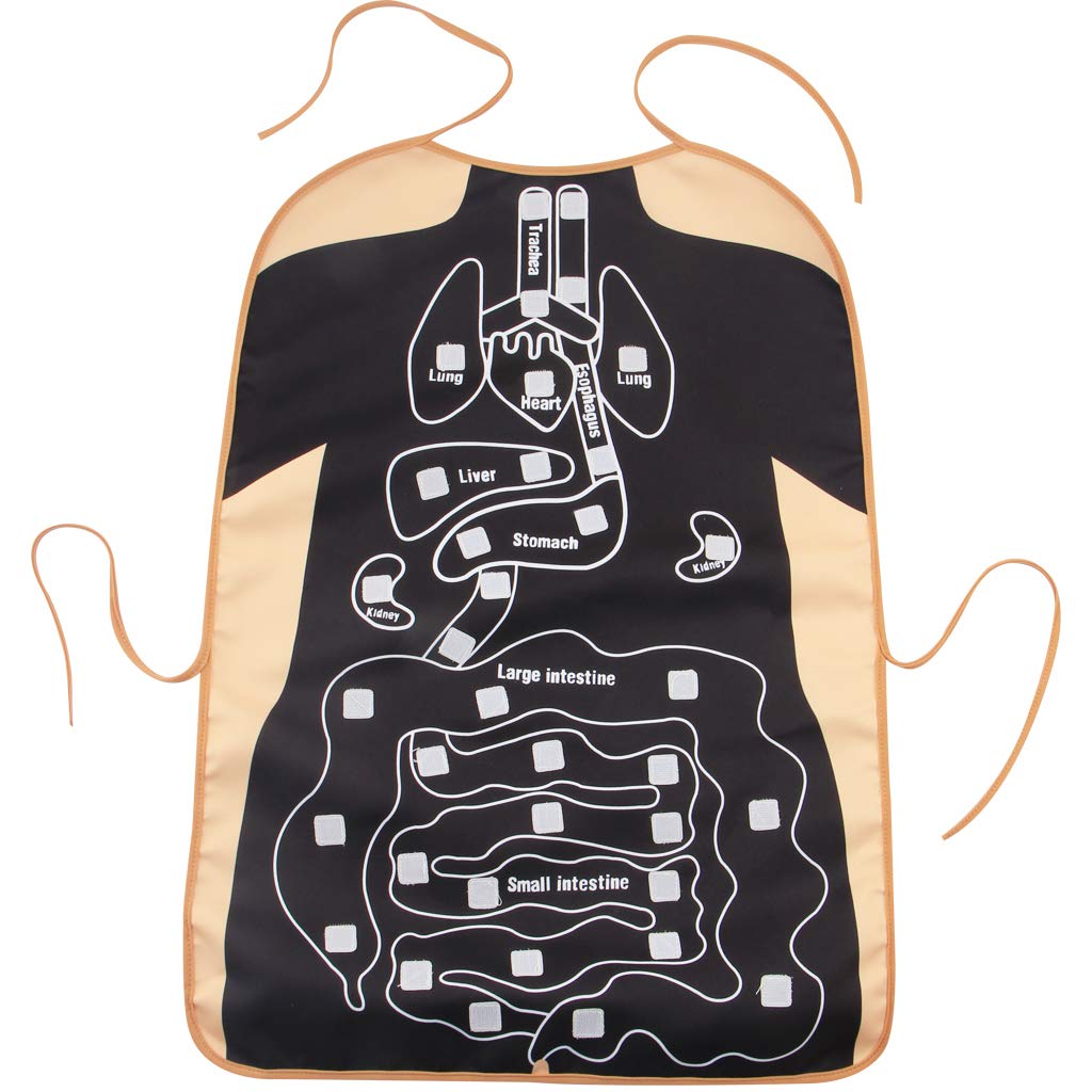 3D Organ Apron,  Anatomy Apron Human Body Organs Awareness Educational Toy for Home Preschool Teaching Aid