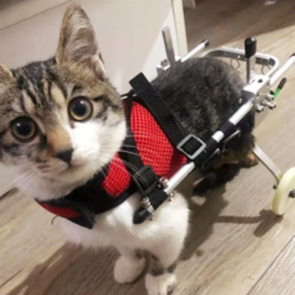 Carrozzina per gatti, deambulatore per disabilità delle zampe posteriori dei gatti, carrozzina per deambulazione assistita per paralisi degli animali domestici, veicolo di supporto per la riabilitazione delle lesioni spinali