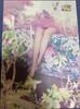 [USED] TIFFANY Just Wanna Dance Single
