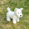 Apricot Lamb West Highland Dog Xiao Yun Plush Toy for Soft and Fluffy West Highland Dog Xiao Yun for Girls and 24cm Children, Cute, Boys,