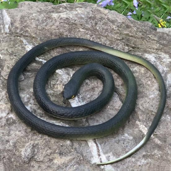 80CM Golf Snake Prank Leketøy Realistisk gummi Slange Modell Simulert Slange Erting Venner Vanskelige rekvisitter Barn Voksne Halloween Party Gag Gave