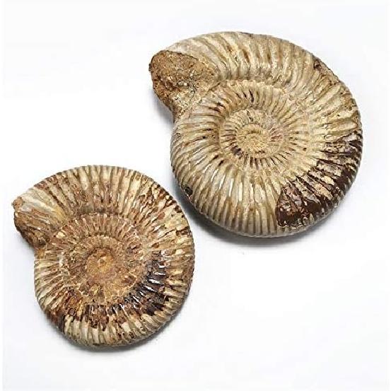 1pc Polished Raw Shell Specimen Madagascar Ammonite Rough Stones for Decor Shell Fossil