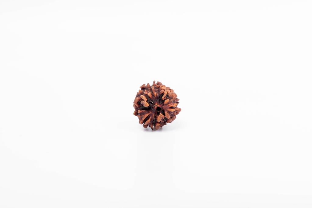 Natural 3 Mukhi Rudraksha Bead | Certified Authentic Rudraksha for Spiritual Growth | Genuine Sacred Bead for Meditation & Healing