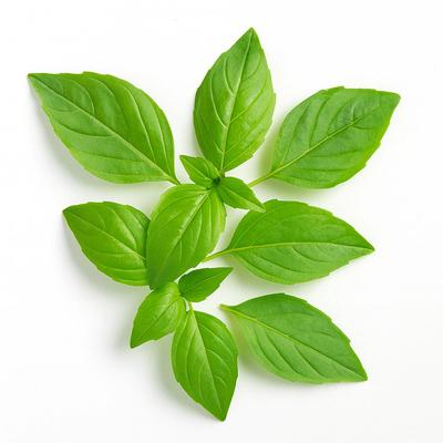 200 Semillas de Albahaca Tailandesa (Ocimum basilicum var.thyrsiflora)