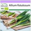 Organic - Salad Onion - Japanese Ishikura - 150 Seeds - Allium Fistulosum