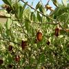 Organiczny olej jojoba 20ml z kroplomierzem