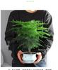 Asparagus Fern Indoor Plant: Air-Purifying, Evergreen, Hydroponic Bonsai for Office or Home