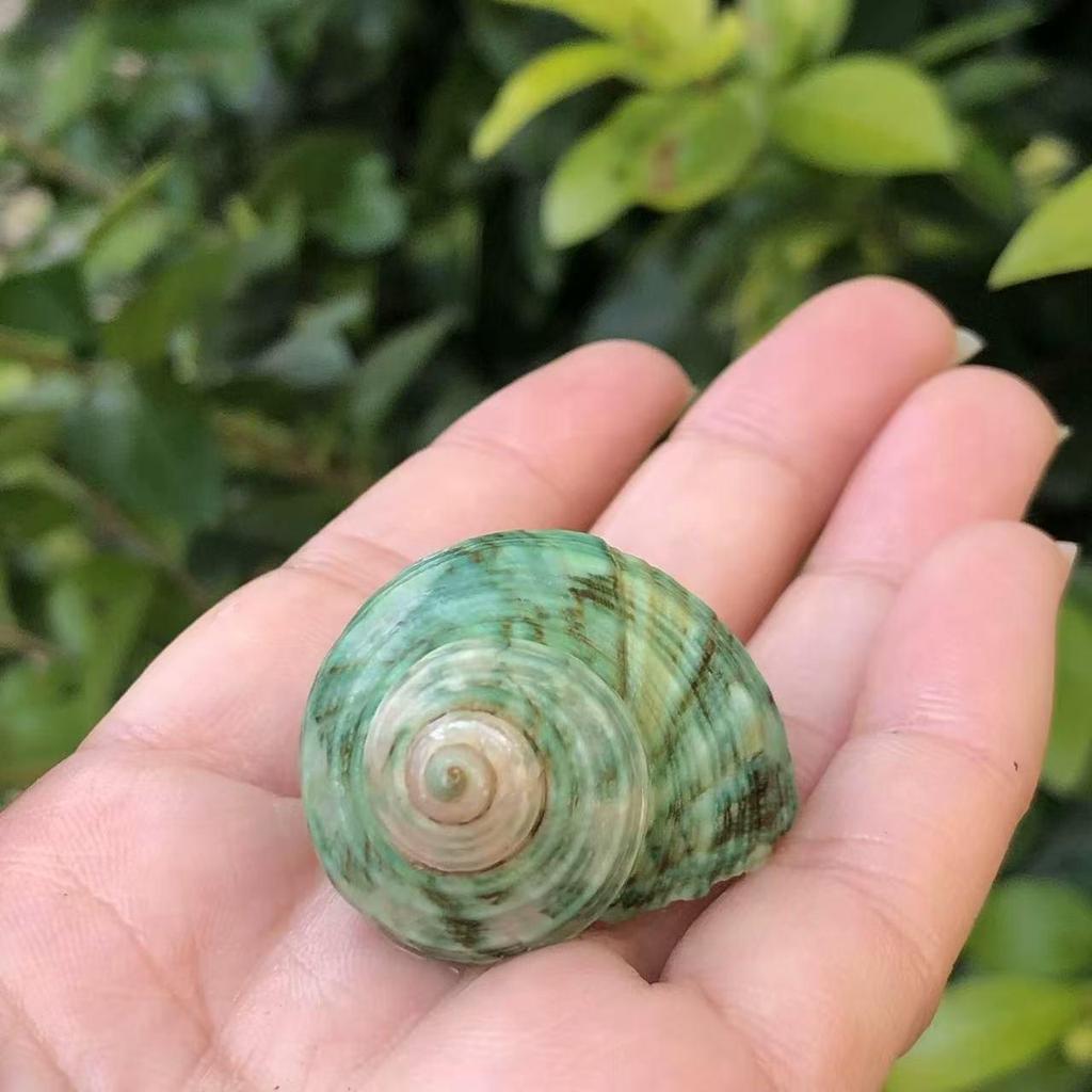 Natural Conch Seashells for Hermit Crabs - Free Shipping, Aquarium Decorations, Water Hardness Regulator