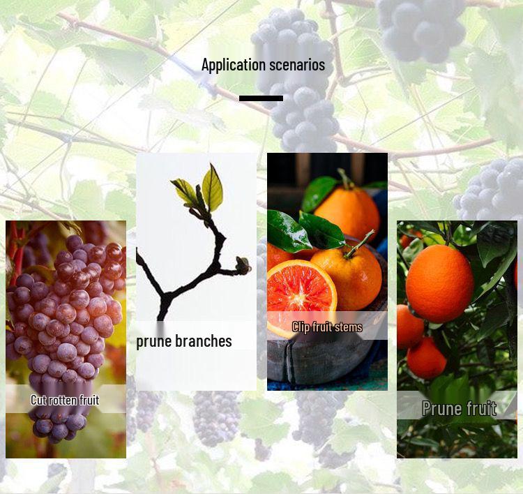 Gardening Shears Set: Pruning & Thinning Tools for Fruit, Vegetables, Sweet Potatoes, Grapes, and Apples; Includes Picking and Prickly Ash Shears.