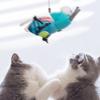 Brinquedos para Animais de Estimação Gatos Autoentretenimento Novo Som de Pássaro Gato Brinquedos Resistentes ao Desgaste