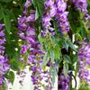 Wisteria Artificial Vine Hanging Flower Decoration for Ceilings and Pipe Covers