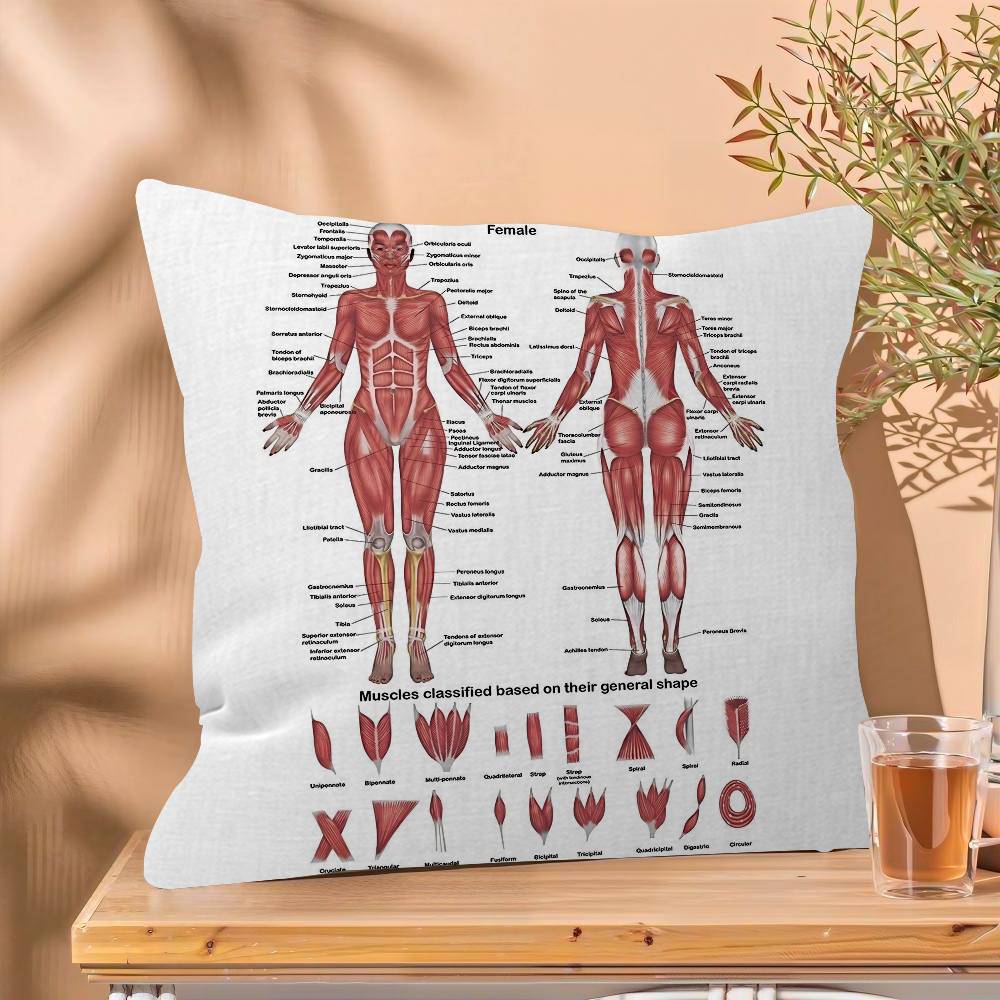 Muscle System Human Anatomy Diagram Medical Cushion Cover x Polyester Sofa Cushions Decorative Throw Pillows