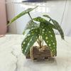 Creative Wooden Basin with Artificial Green Plant Bonsai Ornament for Display and Decoration.