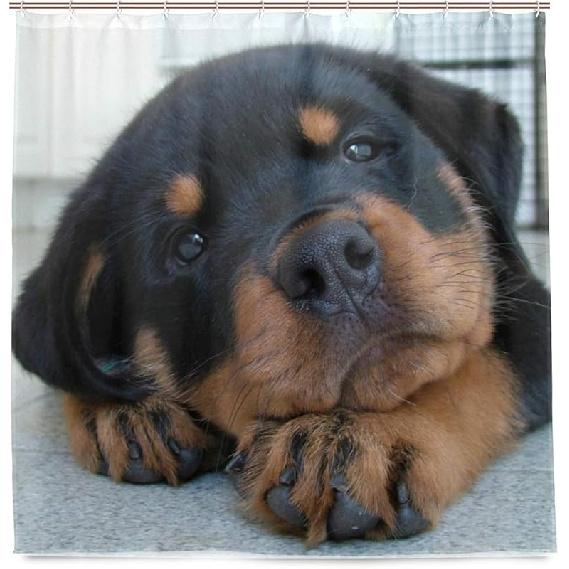 Vodotěsný sprchový závěs pro každodenní použití Roztomilá štěňata rotvajlera Koupelnová sada Polyesterová tkanina Sprchový závěs s háčky 60x72 palce