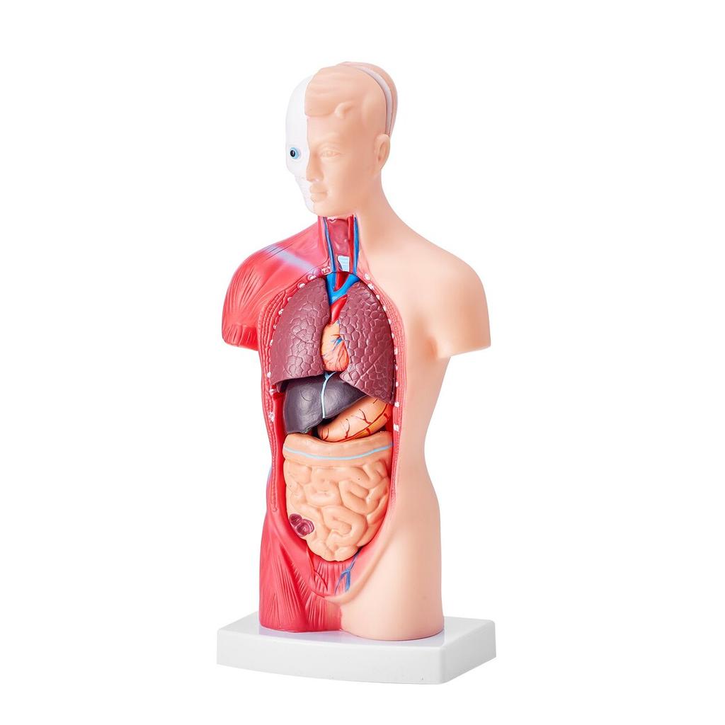 Human Body Model, 15 Parts 11 inch, Human Torso Anatomy Model Anatomical Skeleton Model with Removable Organs, Educational Teaching Tool for Students