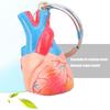 Porte-clés Cœur Éducatif Modèle d'Anatomie Haute Précision Conception Légère et Portable Pour Médecins Étudiants Collectionneurs