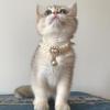 Cross-Border Pet Pearl Gemstone Collar: Double-Layer Cat Dog Necklace with Princess Pendant