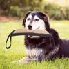 Yousheng Dog Bite Stick Easy To Grip Interactive Bite Resistant Dog Training Bite Pillow Toy for Large Dogs