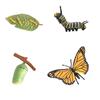 Simulation Insect Model Butterfly Growth Cycle Figurine Kids Educational Toy