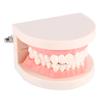 1pc PVC Dental Teaching Study Standard Model Demonstration Teach Children Brushing Teeth
