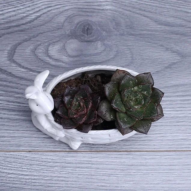 Porzellan Hasenfigur Sukkulenten Pflanztopf Dekorative Desktop Keramik Hase Blumentopf Garten Ornament Handwerkszubehör