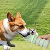 Silicone Collapsible Dog Water Bottle Food Grade Cat Water Bottle  Outdoor Dog Walking