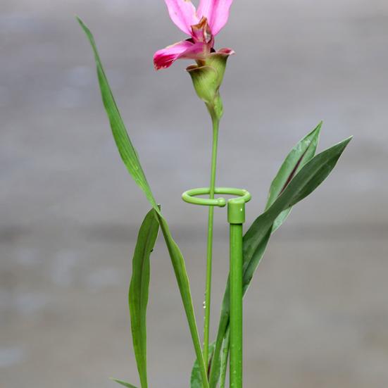 6 Pcs Plant Support Stakes Extendable Support Stakes Orchid Sticks with Ring Clips for Indoor Outdoor Plant Tomato Vegetables Monstera