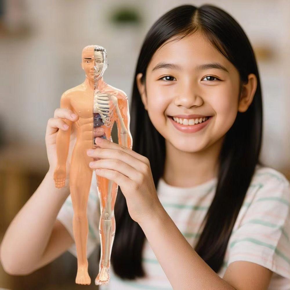DIY Mannequin Science Cognitive Puzzle Toy Transparent Kid Skeleton Model Birthday Kids Gift